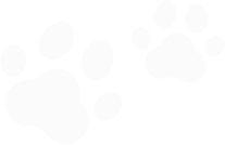 paw icon