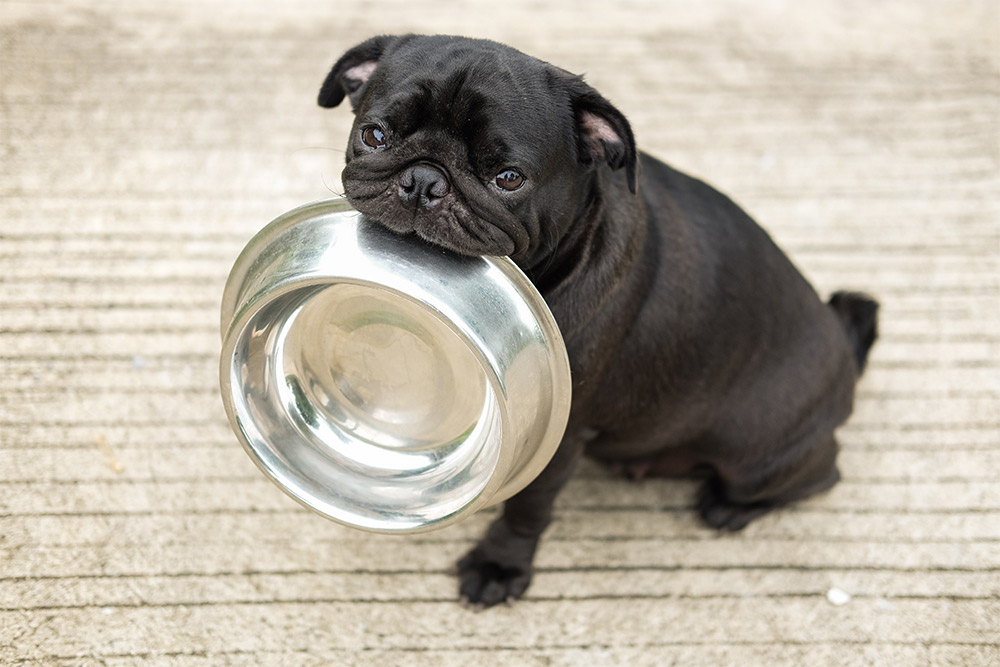 July__19_-_Can_Grain-Free_Diets_Cause_Heart_Disease_in_Dogs_strip_3