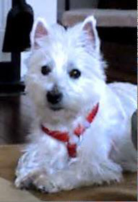 lucy_z2_photo