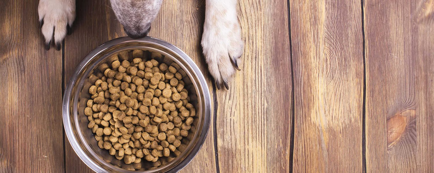 what dog foods cause heart disease