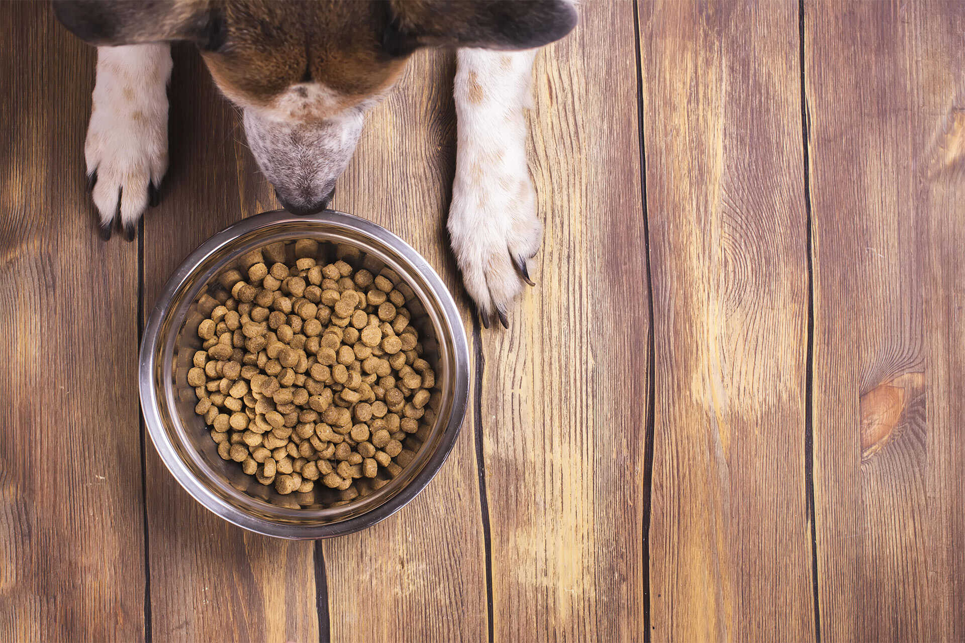 what dog foods cause heart disease