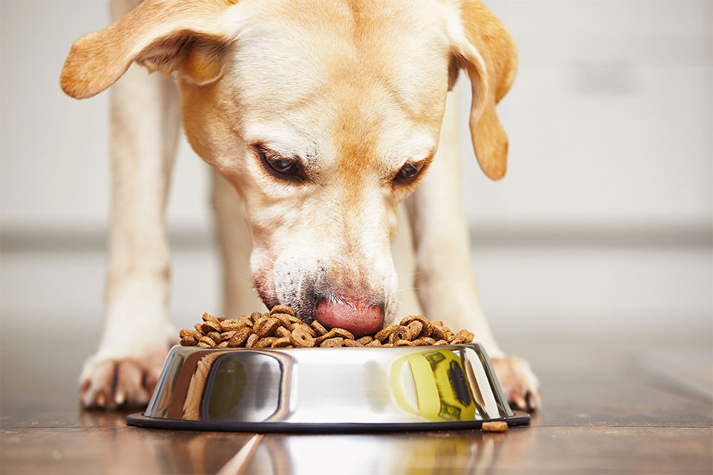 July__19_-_Can_Grain-Free_Diets_Cause_Heart_Disease_in_Dogs_strip_1
