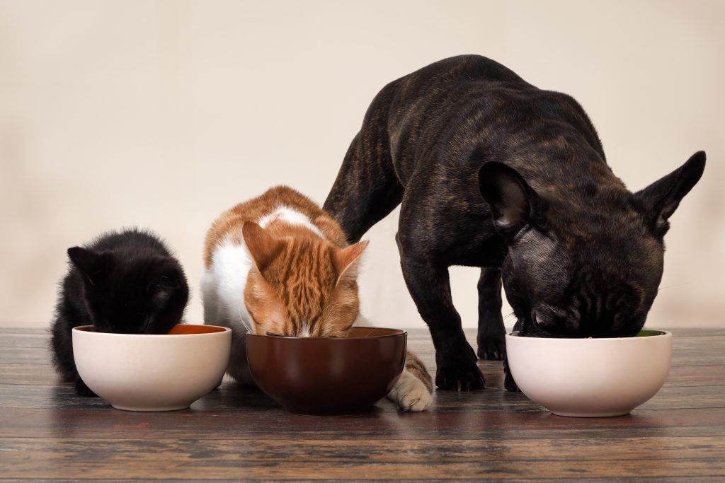 Aug__19_Making_Sense_of_6_Common_Pet_Food_Terms_strip_1