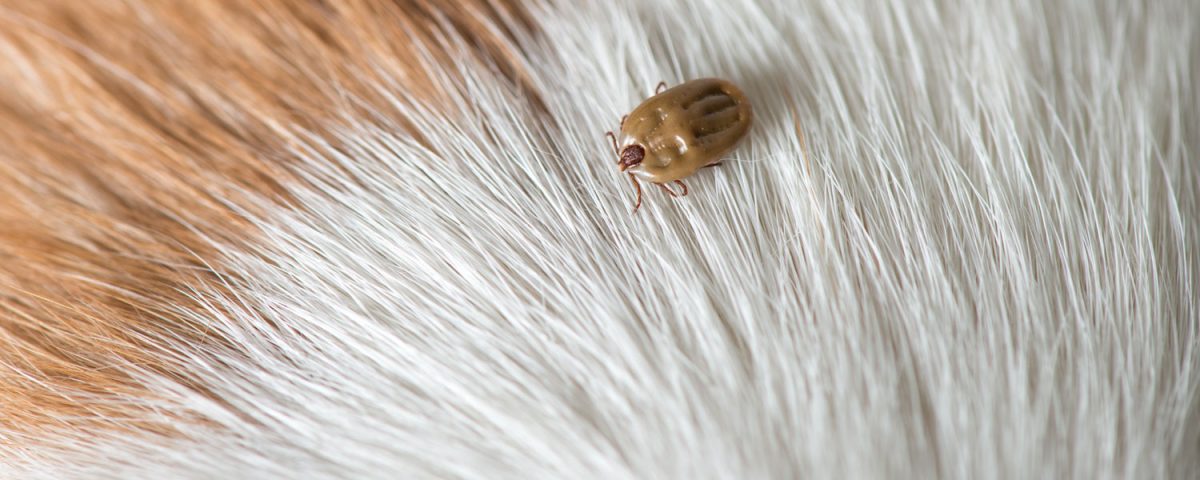 Why Do Ticks Suck So Bad?