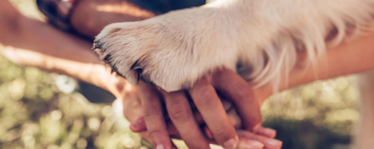 One Health Initiative Unites Human & Veterinary Medicine for a Healthier World