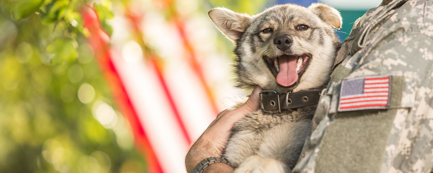 Tamaskan 2025 service dog
