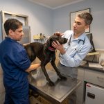 LiflanderPhotography-SH-Vet-Hospital-0055(1)