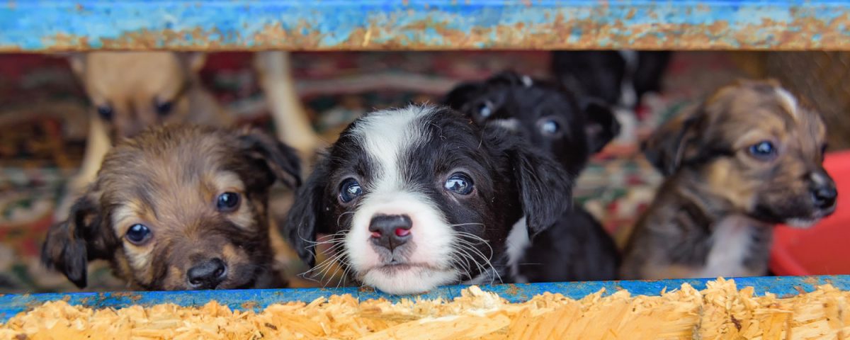 Beware of Puppy Mills: Responsible Pet Ownership Begins with Adoption