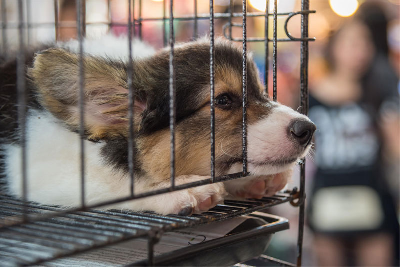 02-2020_Beware_of_Puppy_Mills__Responsible_Pet_Ownership_Begins_with_Adoption_strip_1