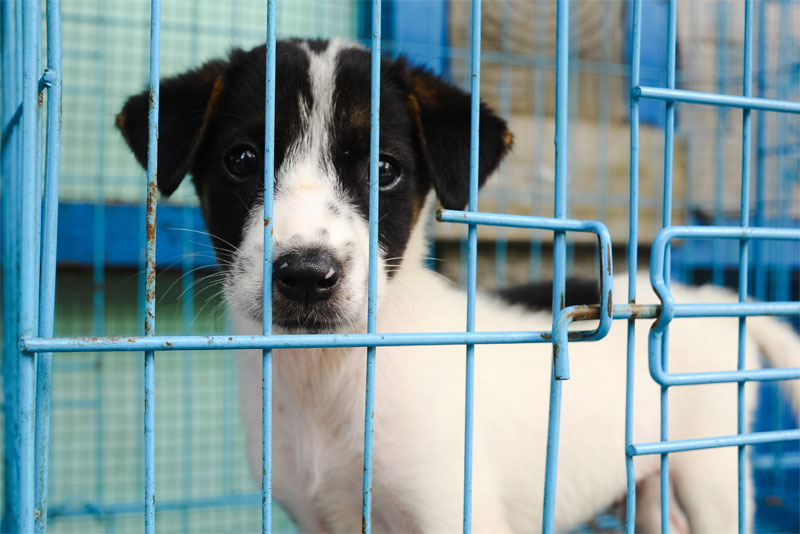 02-2020_Beware_of_Puppy_Mills__Responsible_Pet_Ownership_Begins_with_Adoption_strip_2