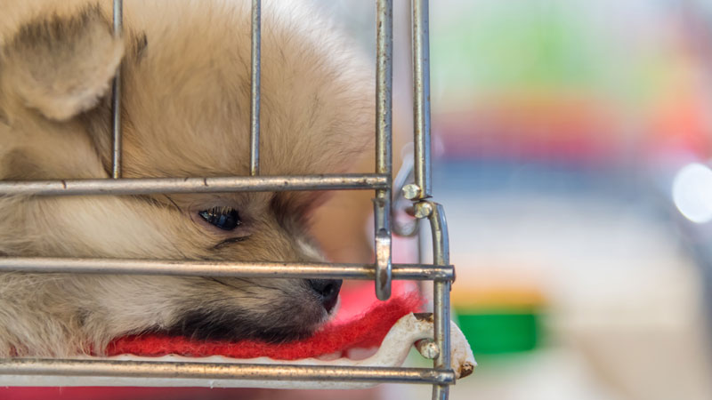 02-2020_Beware_of_Puppy_Mills__Responsible_Pet_Ownership_Begins_with_Adoption_strip_3