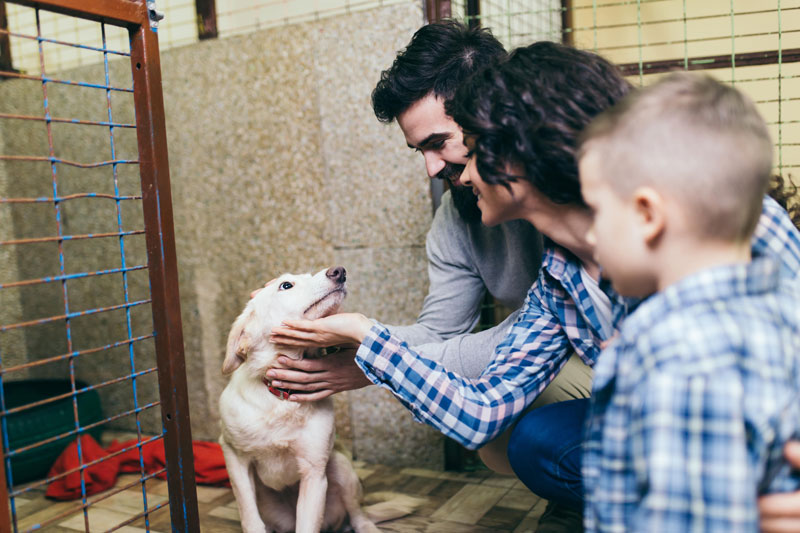 02-2020_Beware_of_Puppy_Mills__Responsible_Pet_Ownership_Begins_with_Adoption_strip_4