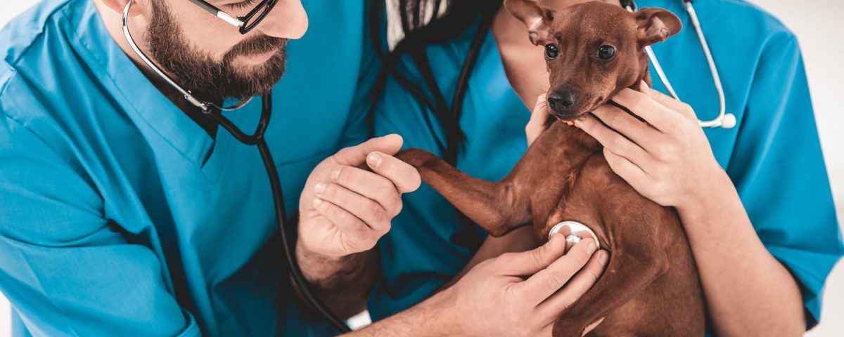 Veterinary Technicians: The Unsung Heroes of Animal Hospitals