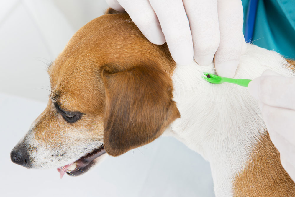 how long is a lyme vaccine good for in dogs