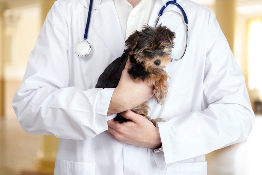Are There Different Types of Veterinarians? |Sleepy Hollow Animal Hospital