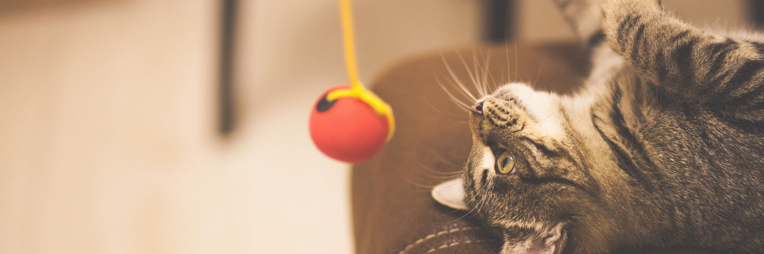 How to Choose Safe Pet Toys for Your Cat or Dog