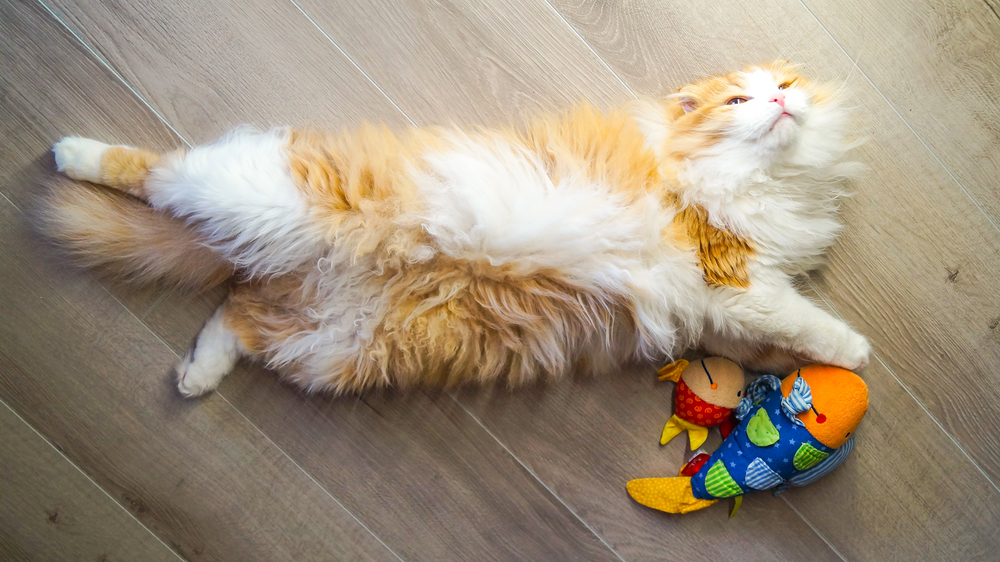 How to Choose Safe Pet Toys for Your Cat or Dog