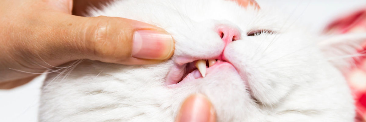 What Happens During a Pet’s Dental Procedure?