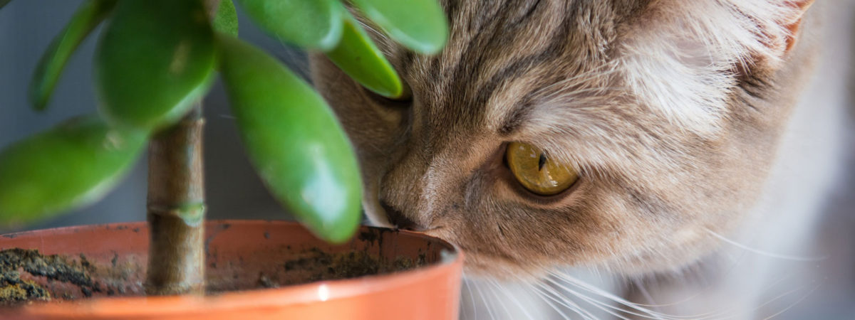 The Houseplants That Could Poison Your Cat