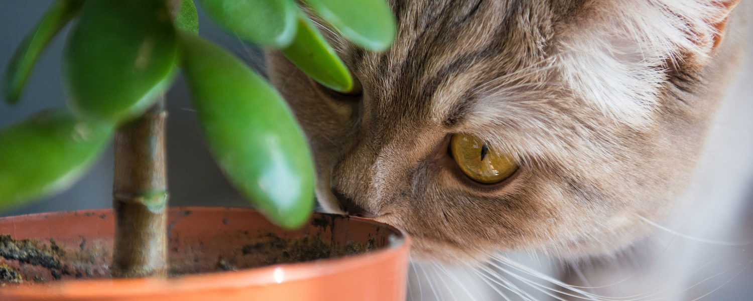 Pet-Friendly Houseplants Safe for Cats and Dogs - Article on Thursd