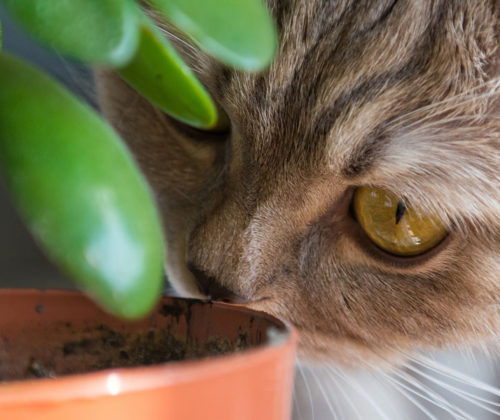the-houseplants-that-could-poison-your-cat-banner