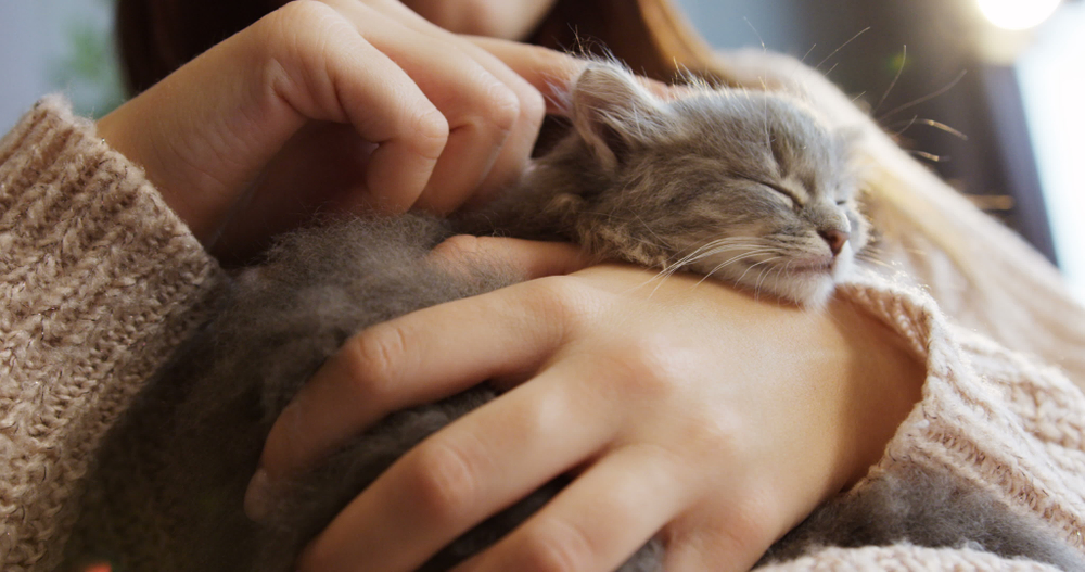 the-houseplants-that-could-poison-your-cat-strip4 the-houseplants-that-could-poison-your-cat-strip4