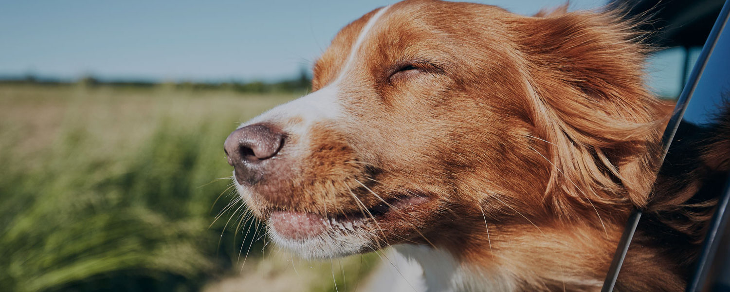 traveling-with-pets-banner