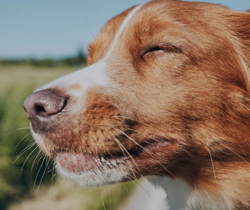 traveling-with-pets-banner