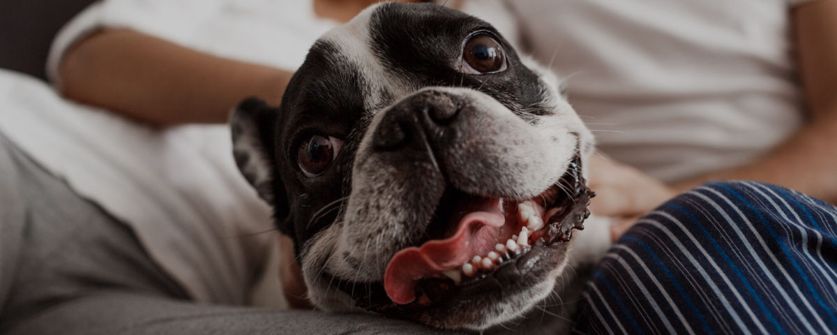 Celebrate Pet Dental Health Month with a February Pet Dental Appointment