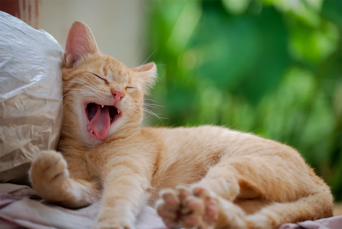 celebrate-pet-dental-health-month-with-a-february-pet-dental-appointment-strip3 celebrate-pet-dental-health-month-with-a-february-pet-dental-appointment-strip3