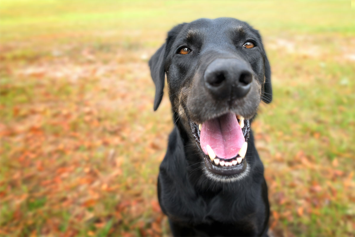 celebrate-pet-dental-health-month-with-a-february-pet-dental-appointment-strip4