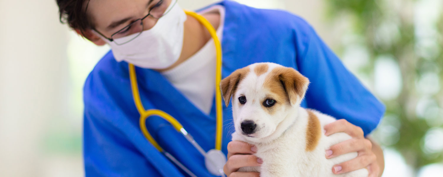 Why is Lab Work so Important for Pets?