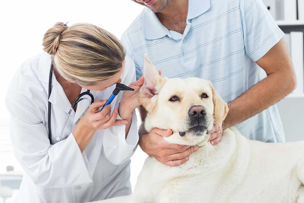 Veterinarians
veterinarians around me
veterinarians at court square
veterinarians act
veterinarians albany ny
veterinarians average salary
veterinarians around my area
veterinarians accepting new patients
veterinarians albuquerque
veterinarians near me