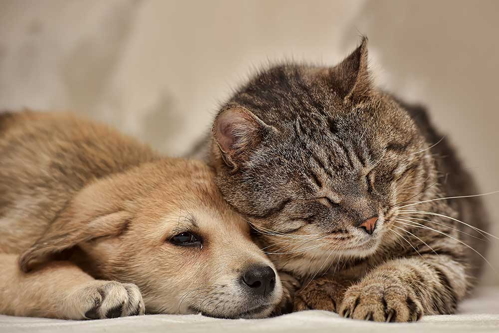 protect-pet-from-toxic-meds-strip4 protect-pet-from-toxic-meds-strip4