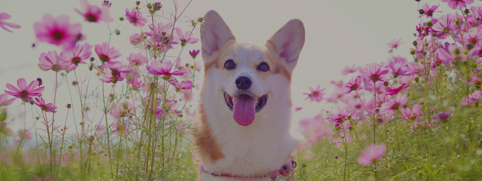 How to Address Your Pet’s Seasonal Allergy Flare-Ups