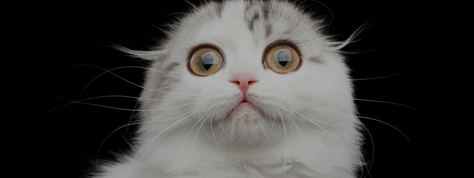 Why Do Cats Go Crazy for Catnip?