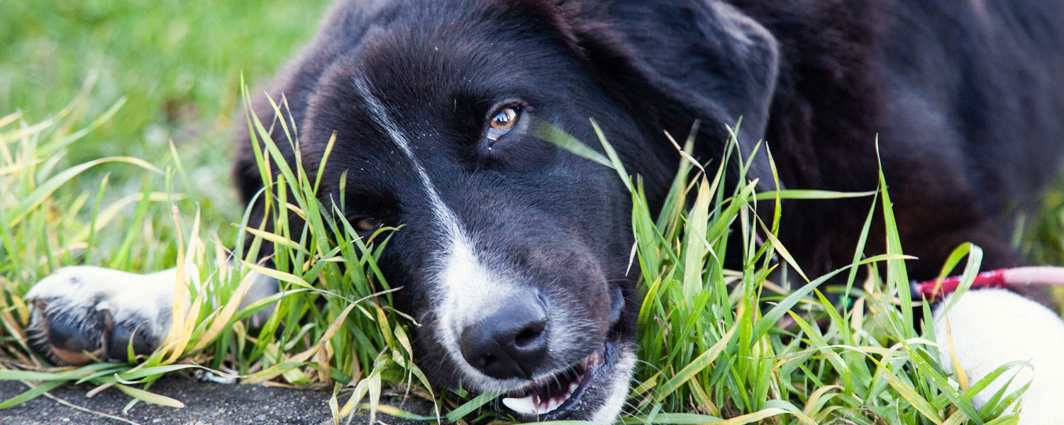 why-do-dogs-eat-grass-banner-img