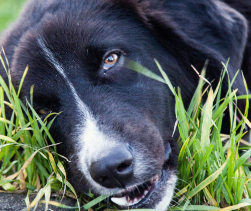 why-do-dogs-eat-grass-banner-img