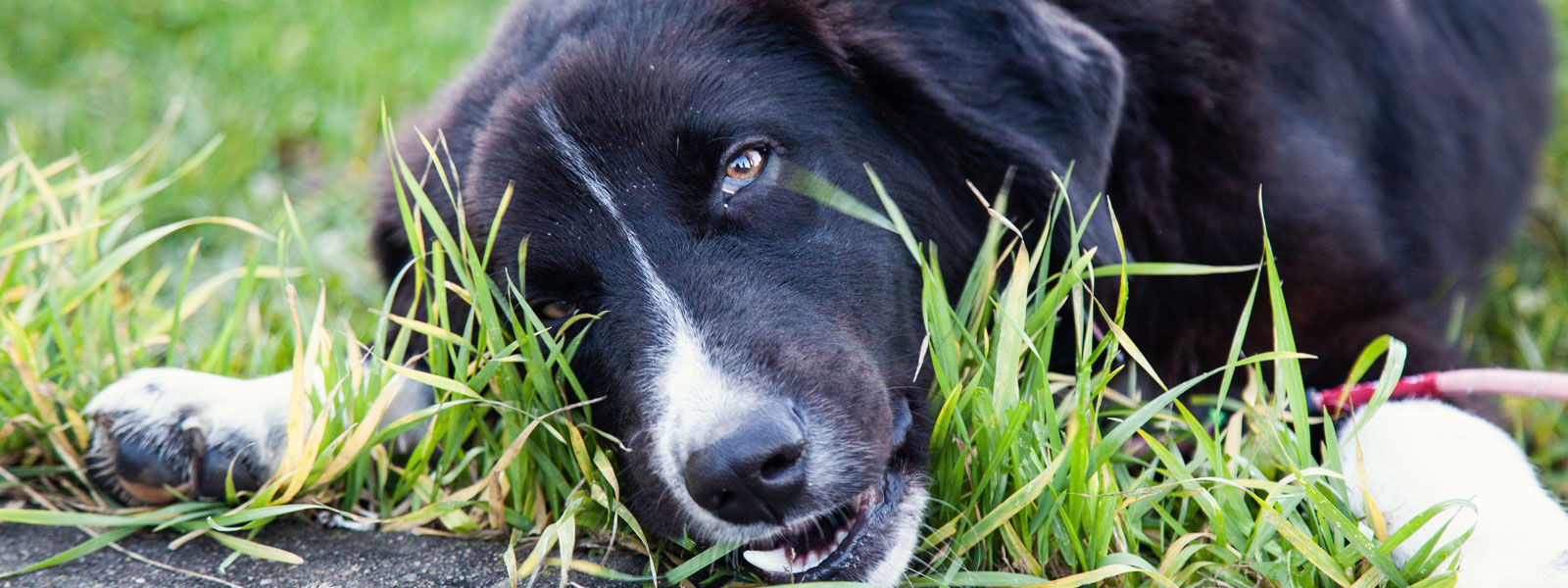 Why do dogs eat plants sales and grass