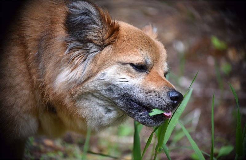 can i grow grass for my dog to eat