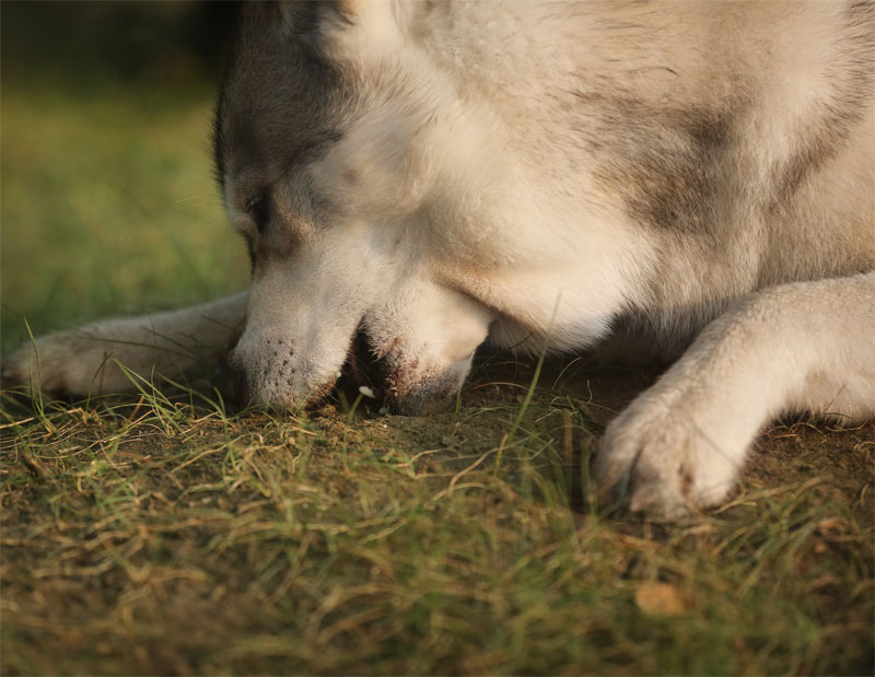 why-do-dogs-eat-grass-strip2