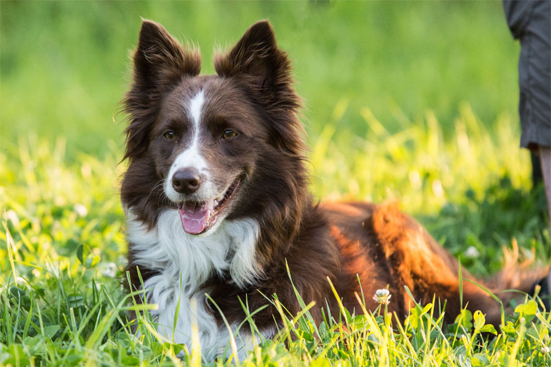 why-do-dogs-eat-grass-strip3