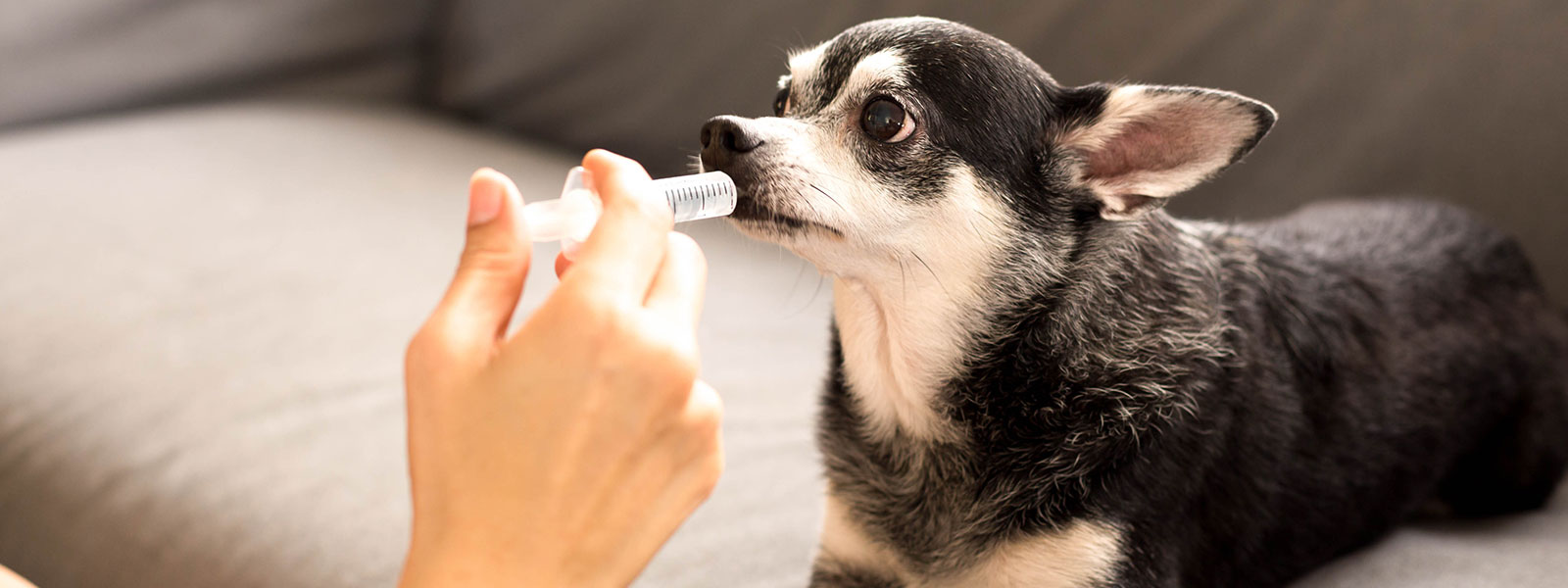 Tips and Tricks for Getting Pets to Take Their Medicine