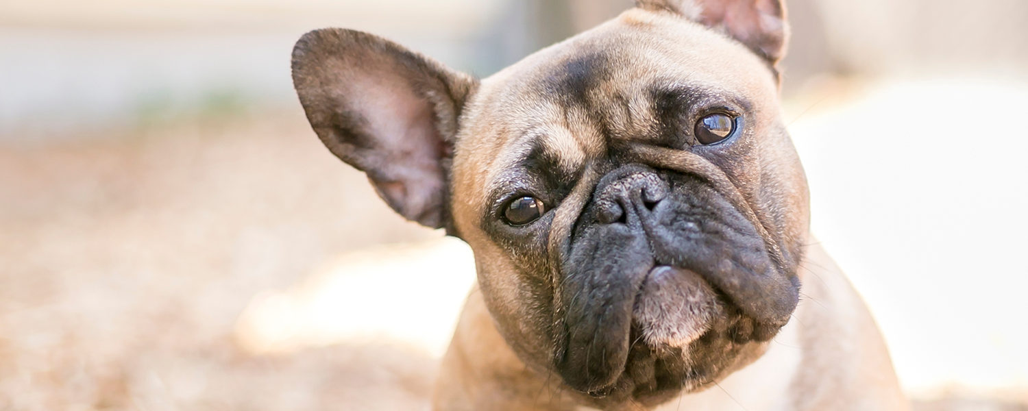 are french bulldogs prone to ear infections