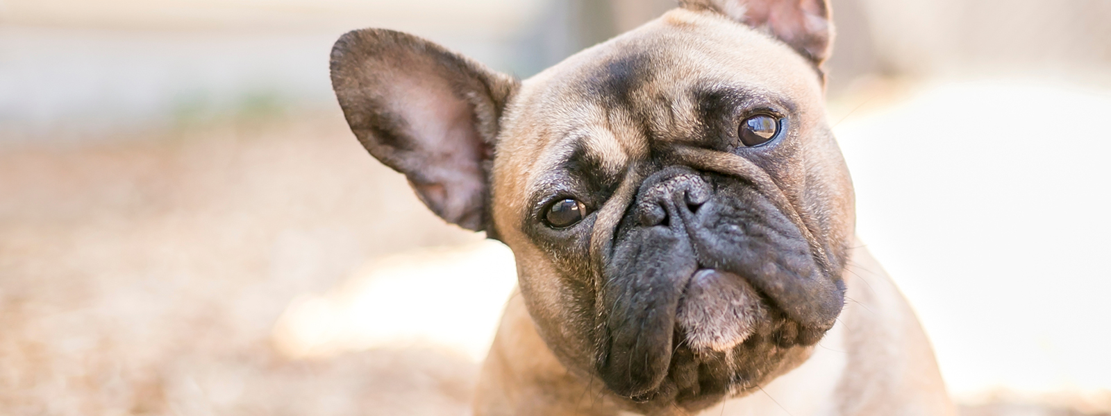 How to Care for Your French Bulldog’s Skin