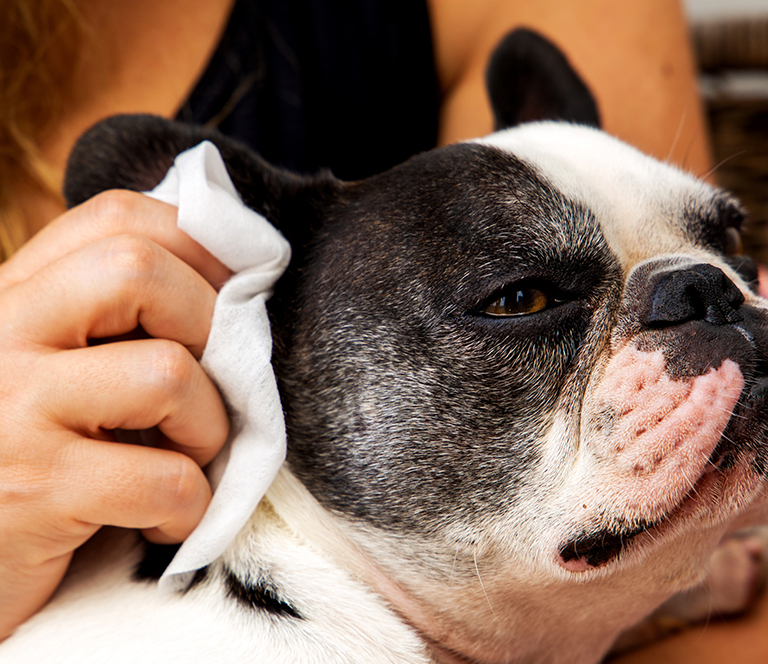 are french bulldogs prone to ear infections