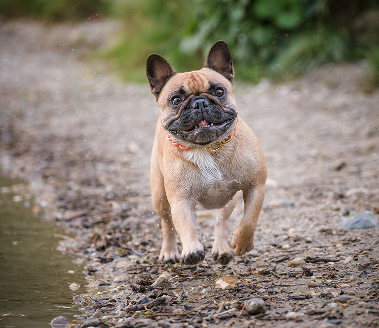 French Bulldog Skin | Sleepy Hollow, NY | Sleepy Hollow Animal Hospital