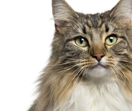 cats-urinary-banner