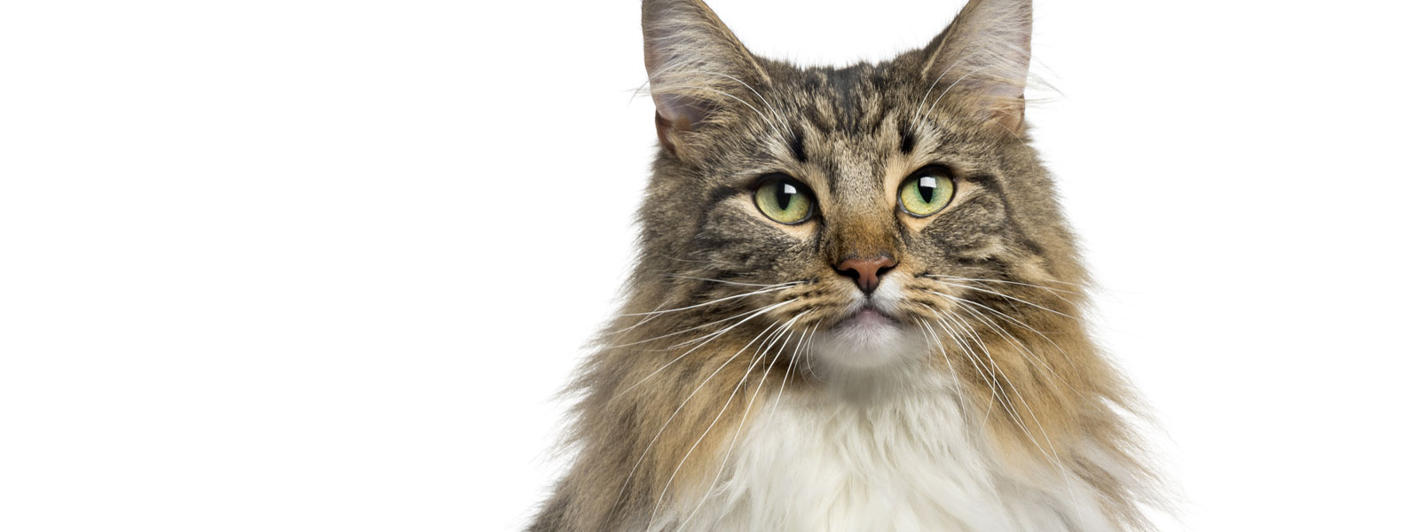Understanding Your Cats Urinary Health: What You Should Know About FLUTD