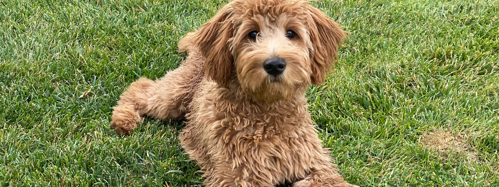 Your Guide to Taking Care of Your Goldendoodle’s Ears